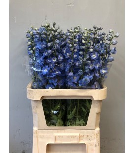 Delphinium Centurion Skyblu 90 cm