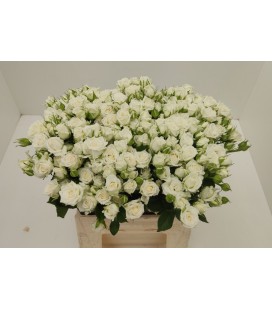 Rose Branchue Josephine 40 Cm