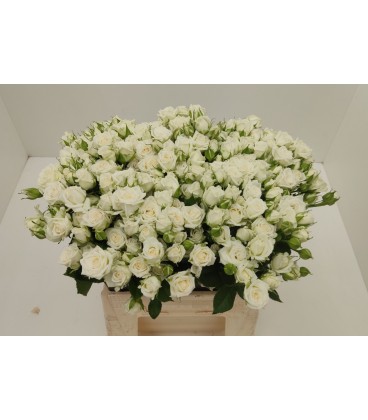 Rose Branchue Josephine 40 Cm