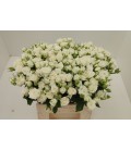 Rose Branchue Josephine 40 Cm