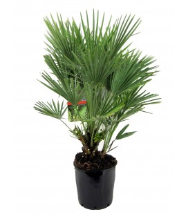 Chamaerops Humilis Ø 24 h 110 cm