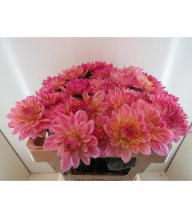 Dahlia Pink Magic  55 cm