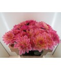 Dahlia Pink Magic  55 cm