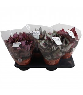 Begonia Rex mix pot de 17