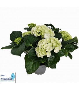 Hortensia Schneeball pot de 14