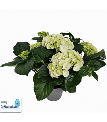 Hortensia Schneeball pot de 14