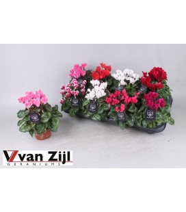 Cyclamen Mini  pot de 10.50