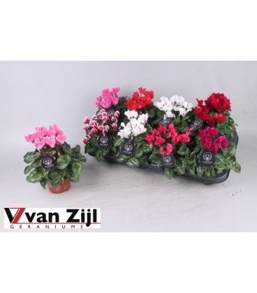 Cyclamen Mini  pot de 9/10.50