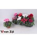 Cyclamen Mini  pot de 9/10.50