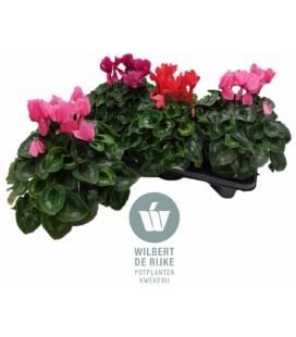 Cyclamen pot de 17 Mammoth