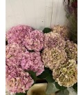 Hortensia My Vienna CL 80 CM