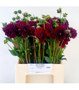 Dahlia Ov 40cm
