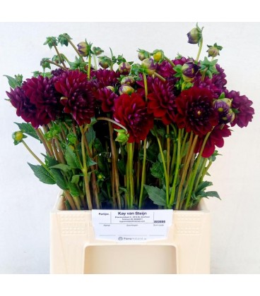 Dahlia mix