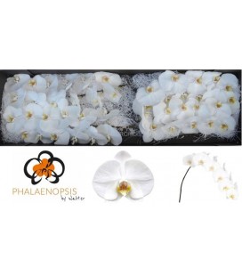 Phalaenopsis Sensation White x45