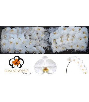 Phalaenopsis Sensation White x45
