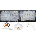 Phalaenopsis Sensation White x45
