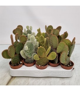 Opuntia Microdasys Ø 5.50