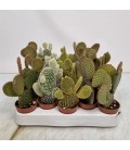 Opuntia Microdasys Ø 5.50