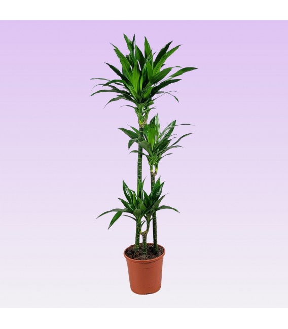 Dracaena Janet pot 24cm