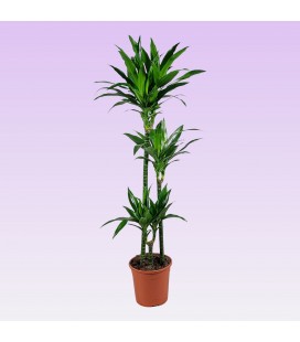 Dracaena Janet pot 24cm h 140