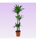 Dracaena Janet pot 24cm