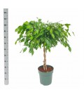 Ficus Exotica  pot de 27 h 120 cm