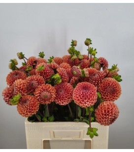 Dahlia Cornel Bronze 50 cm