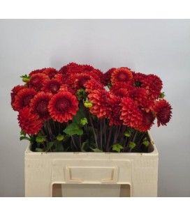 Dahlia Ball Brown sugar 50 cm