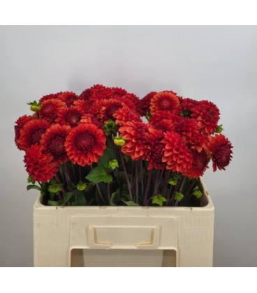 Dahlia Ball Brown sugar 60 cm