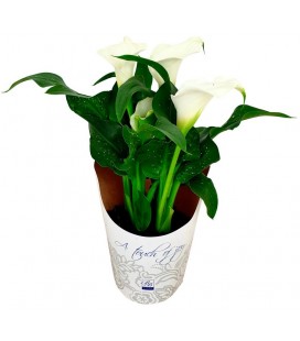 Calla Ov Ø 14 h 35