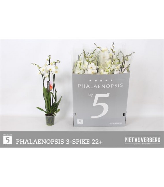 Phalaeno Ø 12 h 70 cm Blanc 5b