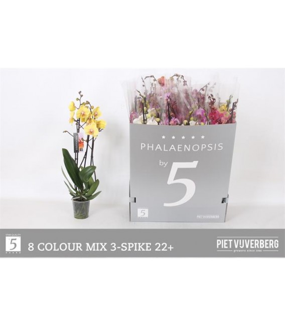 Phalaenopsis mix coul Ø12 h 70 3 b