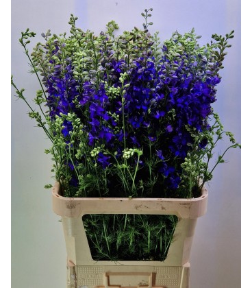 Pied d'alouette Dark blue