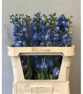 Delphinium D Centurion Skyblu 80 cm