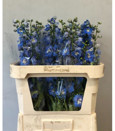 Delphinium Centurion Skyblu 100 cm