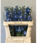 Delphinium Centurion Skyblu 100 cm