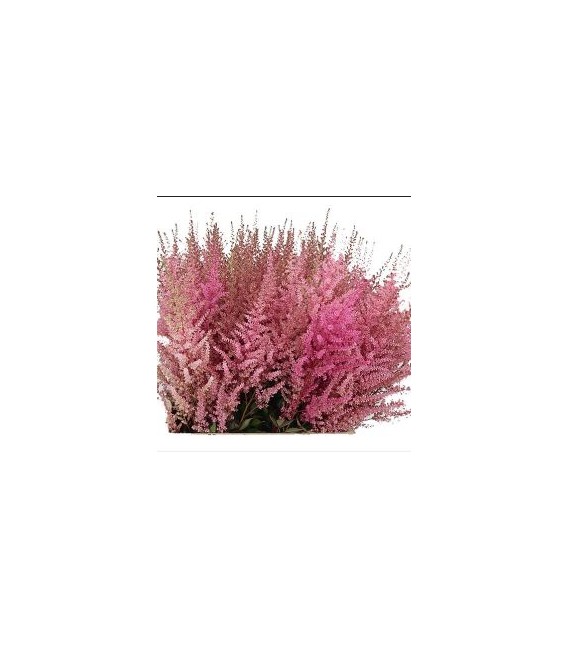 Astilbe Romanze 70 cm