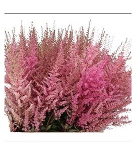 Astilbe Romanze 70 cm