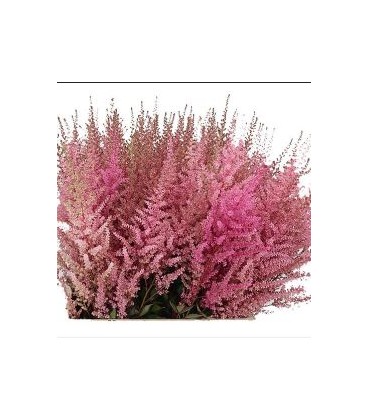 Astilbe Romanze 70 cm