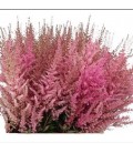 Astilbe Romanze 70 cm