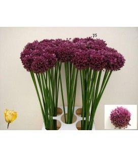 Allium Pink Lady 85 cm