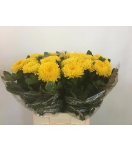 Chrysantheme GF Migoli 