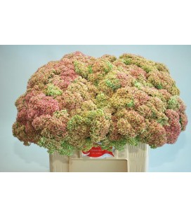 Sedum Spectabilis 50 cm