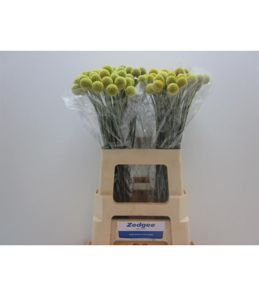 Craspedia Paint pop 60/70 cm