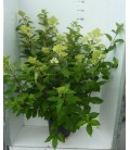 Hortensia Pan Fantome pot de 27