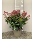 Skimmia rubella 15/20 fl Ø 19