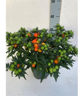 Solanum  Pot de 17 