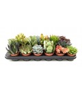 Succulentes pot de 8.50 par 18