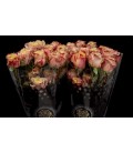 Rose Equat Wild crown 50 cm x 25