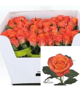 Rose Clarence 50 cm